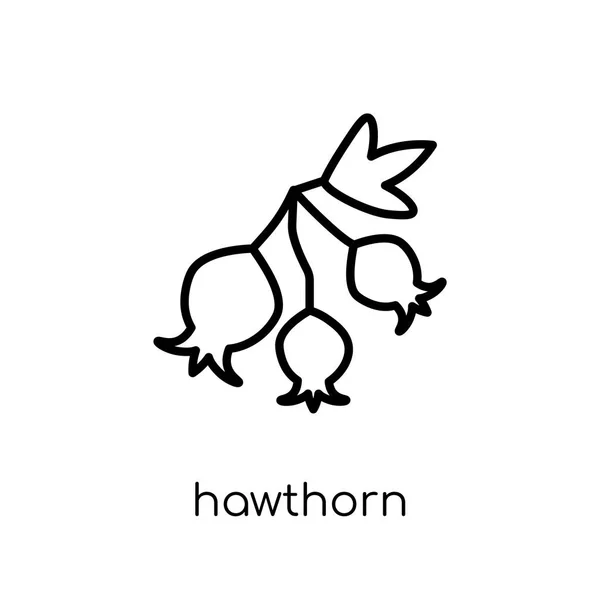 Ikon Hawthorn Trendy Modern Datar Vektor Linear Ikon Hawthorn Pada - Stok Vektor