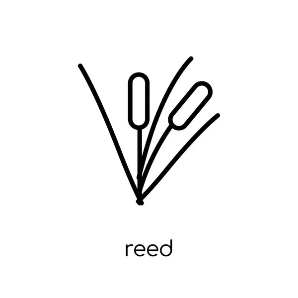 Reed Εικονίδιο Μοντέρνα Σύγχρονη Επίπεδη Γραμμική Διάνυσμα Reed Εικονίδιο Στο — Διανυσματικό Αρχείο