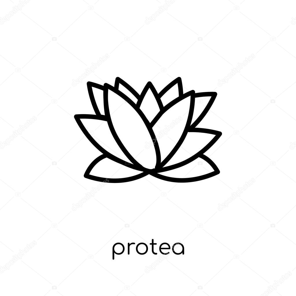 Protea icon. Trendy modern flat linear vector Protea icon on white background from thin line nature collection, editable outline stroke vector illustration