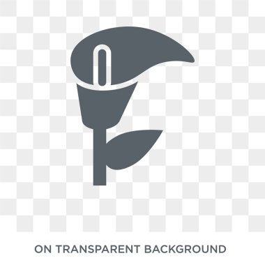 Calla icon. Trendy flat vector Calla icon on transparent background from nature collection. High quality filled Calla symbol use for web and mobile