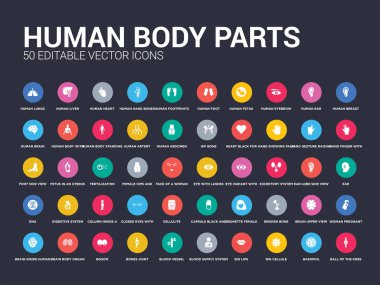 50 insan vücudu parça top diz, bazofil, büyük cellule, büyük dudaklar, kan tedarik sistemi, kan damarı, kemikler eklem, koynunda, beyin vücut organ gibi simgeleri ayarlayın. basit modern izole vektör simgeler