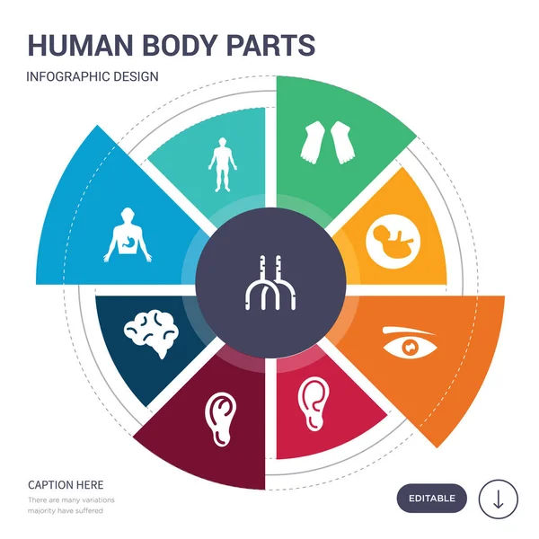 Conjunto de 9 simples partes del cuerpo humano iconos vectoriales. contiene como arteria humana, cuerpo humano de pie negro, cuerpo con placa de rayos X que se centra en el estómago, cerebro, mama, oído, iconos de cejas y otros . — Vector de stock