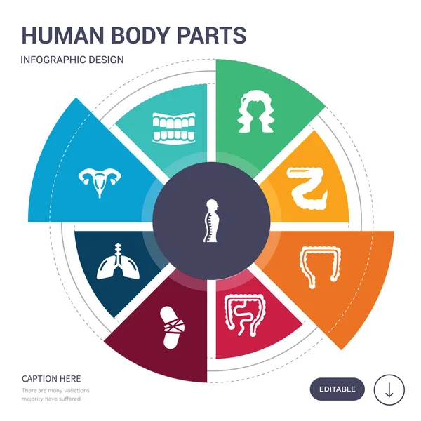 Conjunto de 9 simples partes del cuerpo humano iconos vectoriales. contiene como la columna vertebral humana, dientes humanos, útero, con enfoque en los pulmones, sistema inmunológico, rótula, íconos del intestino grueso y otros. editable — Vector de stock