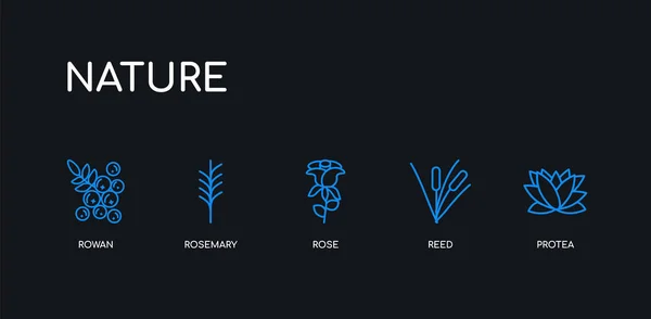 5 轮廓中风蓝色蛋白茶， 簧片， 玫瑰， 迷迭香， 从自然收藏的黑色背景的龙图标.行可编辑线性细图标. — 图库矢量图片