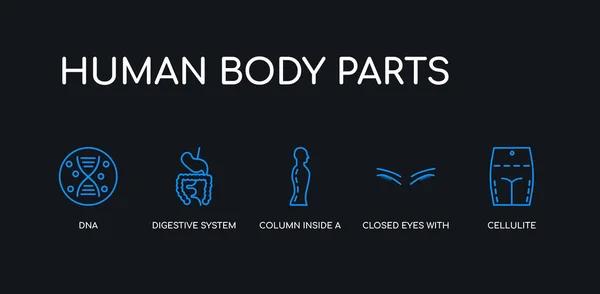 5 trazo del contorno celulitis azul, ojos cerrados con pestañas y cejas, columna dentro de un cuerpo humano masculino a la vista lateral, sistema digestivo, iconos de ADN de la colección de partes del cuerpo humano sobre fondo negro . — Archivo Imágenes Vectoriales