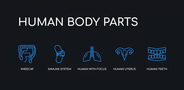 5 umreißen Schlaganfall blaue menschliche Zähne, menschliche Gebärmutter, Mensch mit Schwerpunkt auf der Lunge, Immunsystem, Kniescheiben-Symbole aus Körperteilen Sammlung auf schwarzem Hintergrund. Linie editierbare lineare dünne Symbole. lizenzfreie Stockillustrationen