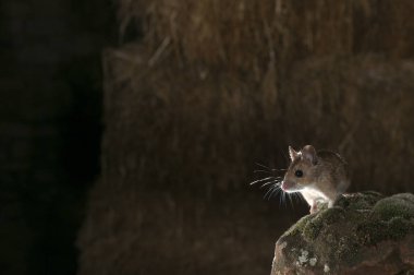 Tarla faresi ahır ve samanlık, Apodemus sylvaticus