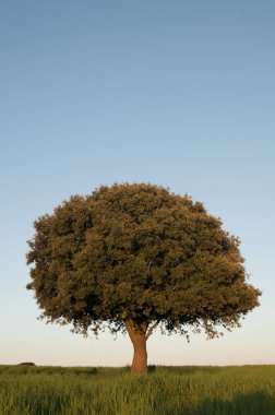 Yeşil mısır gevreği alan, Quercus çobanpüskülü Holm meşe