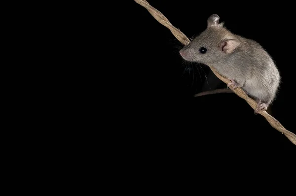 Mysz Wspinaczka Stare Liny Mus Musculus — Zdjęcie stockowe