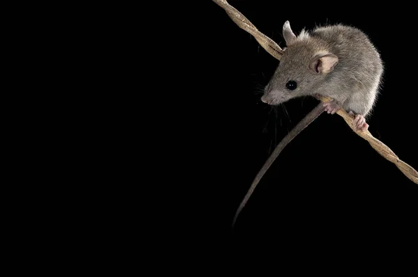 Mysz Wspinaczka Stare Liny Mus Musculus — Zdjęcie stockowe