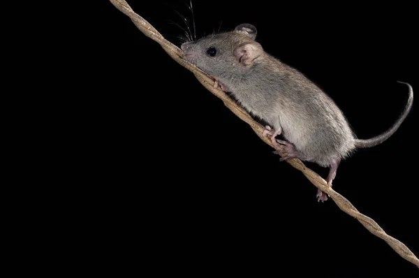 Mus Klättring Gamla Rep Mus Musculus — Stockfoto