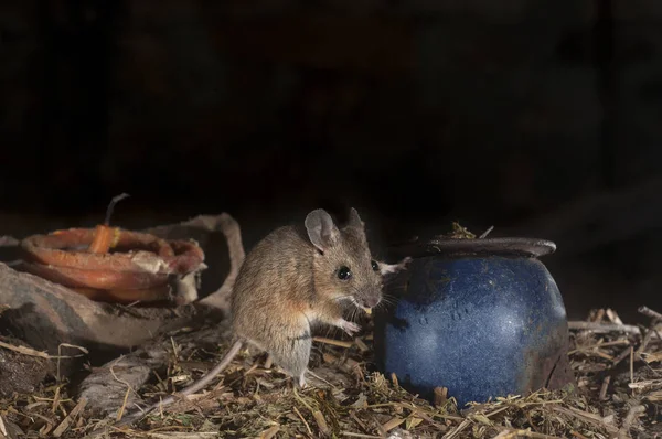 Rato Brincando Sótão Velho Apodemus Sylvaticus — Fotografia de Stock