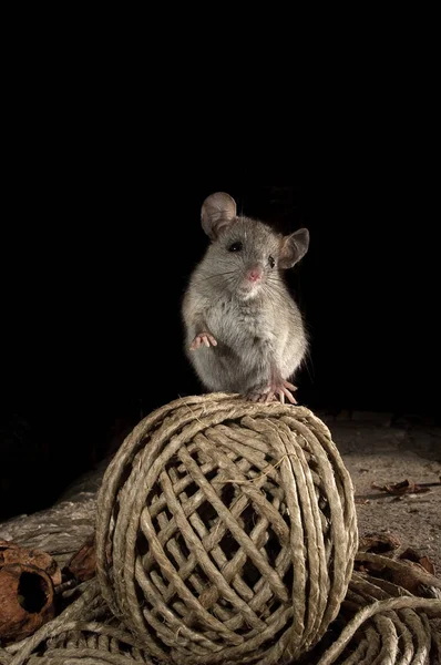 Musen Laddas Upp Gammal Boll Sträng Vinden Mus Musculus — Stockfoto