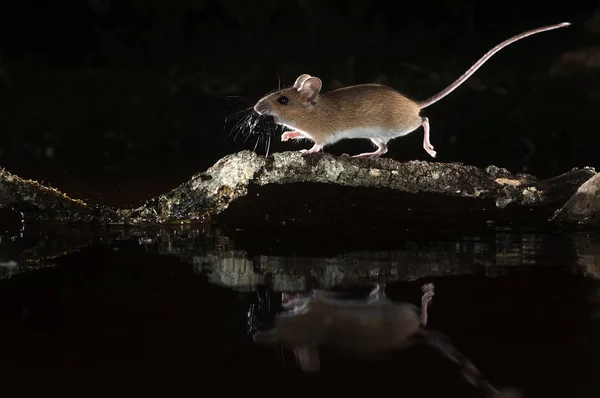 Ποντίκι Μεταφέρει Ένα Βατόμουρο Από Ένα Υποκατάστημα Στο Νερό Apodemus — Φωτογραφία Αρχείου