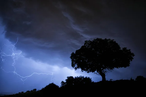 Gewitter Blitz Baum Steineiche — Stockfoto