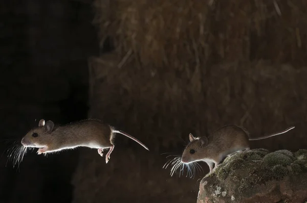 Field mouse in barn and haystack, jumping, strobe, Apodemus sylvaticus
