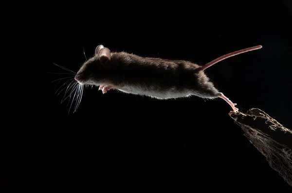 Πεδίο Ποντίκι Άλμα Apodemus Sylvaticus — Φωτογραφία Αρχείου