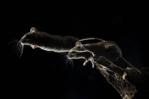 Field mouse jumping, strobe, Apodemus sylvaticus