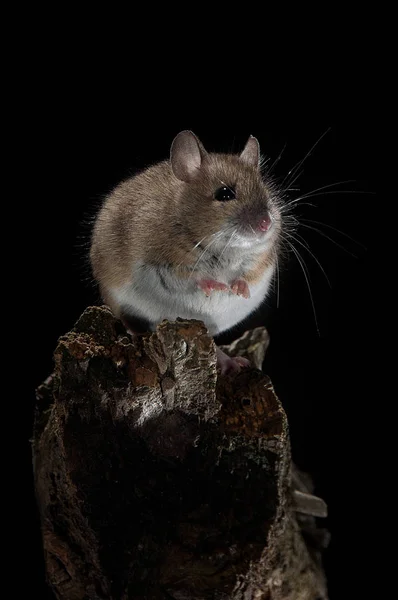 Ποντίκι Πεδίο Στέκεται Ένα Ραβδί — Φωτογραφία Αρχείου