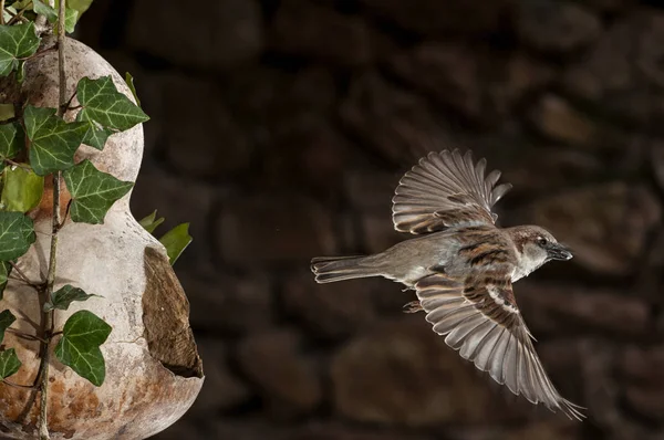 Burung Pipit Terbang Dalam Pemakan Burung Passer Domesticus Laki Laki — Stok Foto