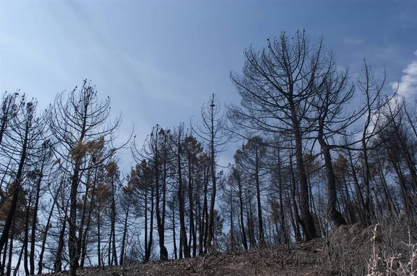 Erdő Tűz Pinus Pinaster Guadalajara Miután Tűz Spanyolország — Stock Fotó