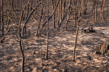 Yangın, Pinus pinaster, Guadalajara, yangından sonra (İspanya orman)