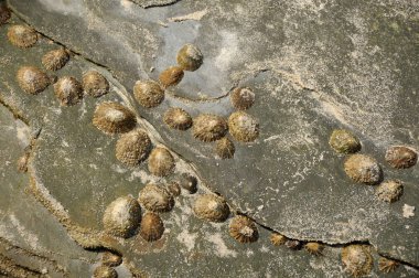Patella vulgata in the rock clipart