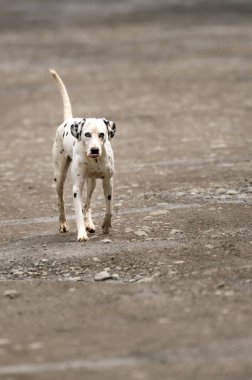 Sokak dogstray köpek yiyecek arayan