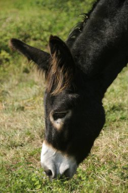 Equus Asinus, eşek alanında