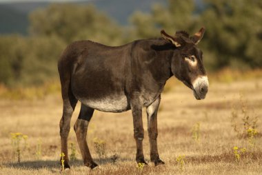 Equus Asinus, eşek alanında