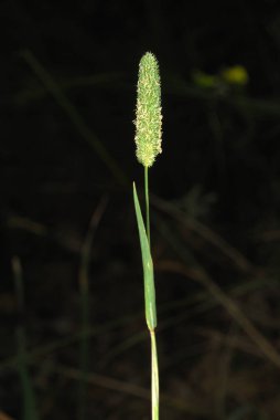 Phleum pratense, alerjenler bitkiler