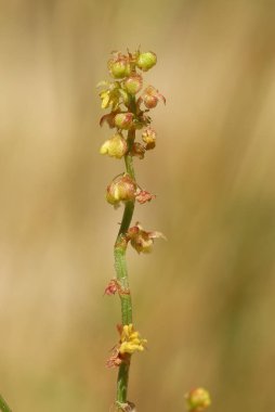 Rumex asetosella, Alerjenler Bitkileri