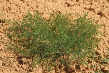 Salsola Kali, alerjenler bitkiler