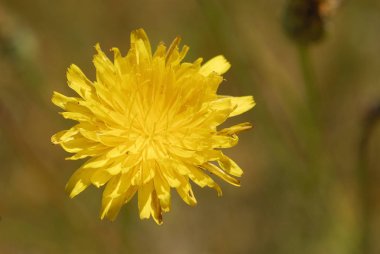 Karahindiba officinale, alerjenler bitkiler