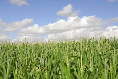 Zea mays, Mısır, alerjenler bitkiler