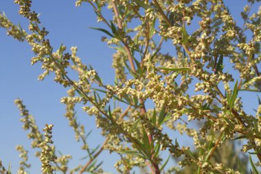 Artemisa vulgaris, alerjenler bitkiler