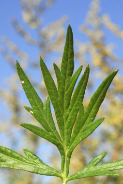 Artemisa vulgaris, alerjenler bitkiler