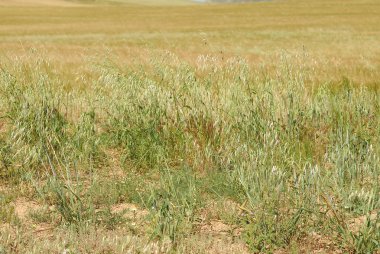 Avena sativa, alerjenler bitkiler