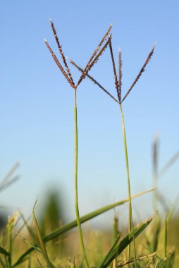 Cynodon dactylon, grama, alerjenler bitkiler