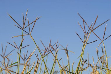 Cynodon dactylon, grama, alerjenler bitkiler