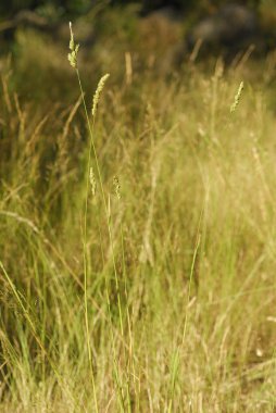 Dactylis glomerata, alerjenler bitkiler