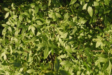 Fraxinus excelsior, alerjenler bitkiler