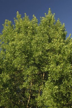 Hordeum vulgaris, arpa, alerjenler bitkiler