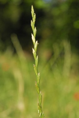 Lolium perenne, alerjenler bitkiler
