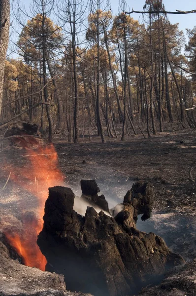 Yangın Pinus Pinaster Guadalajara Yangından Sonra Spanya Orman — Stok fotoğraf