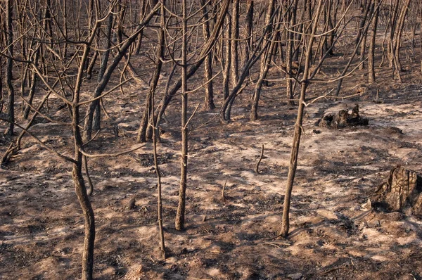 Incendio Boschivo Pinus Pinaster Guadalajara Dopo Incendio Spagna — Foto Stock