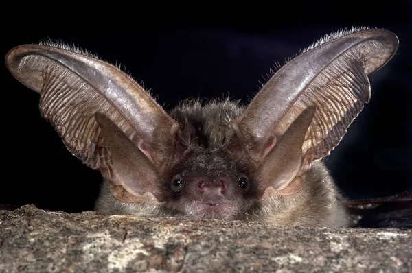 Portret Bat Plecotus Austriacus — Zdjęcie stockowe