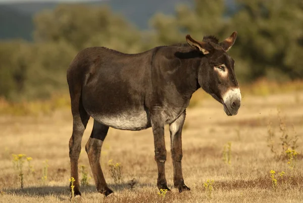 Equus Asinus Donkey Terreno — Fotografia de Stock