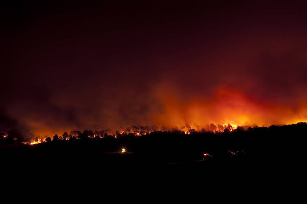 Лесной пожар, Pinus pinaster, Гвадалахара (Испания)
)