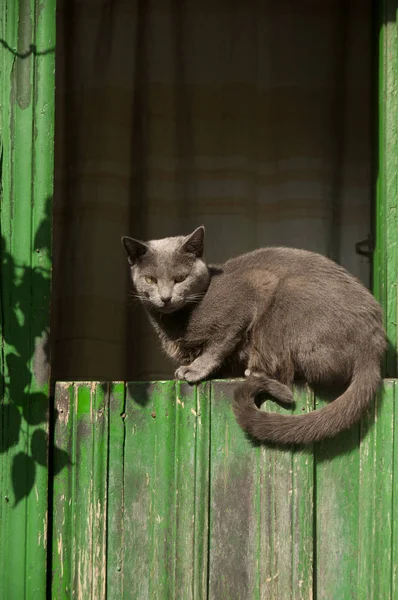 Katze Ruht Auf Einer Grünen Holztür — Stockfoto